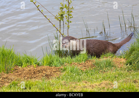 Fischotter Lutra Lutra im britischen Wildlife Centre Surrey Stockfoto