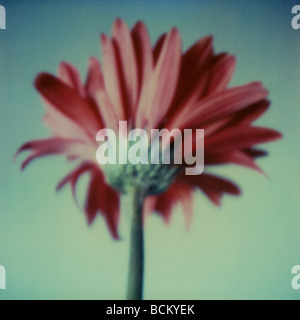 Gerbera Daisy, niedrigen Winkel Ansicht Stockfoto