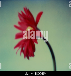 Gerbera Daisy, Seitenansicht Stockfoto