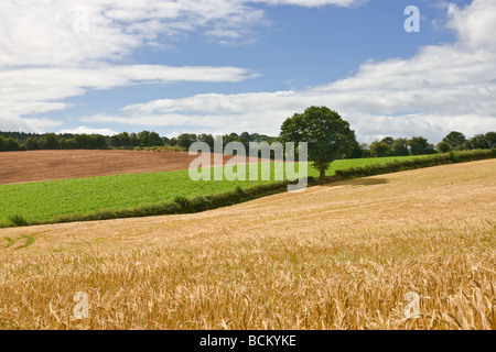 Gerste-Felder in der Nähe von Much Wenlock, Shropshire Stockfoto