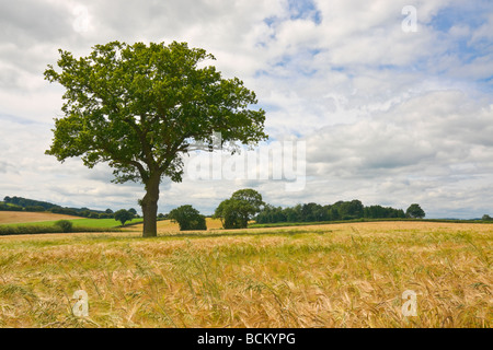 Gerste-Felder in der Nähe von Much Wenlock, Shropshire Stockfoto