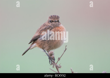 Schwarzkehlchen, Saxicola Torquata, Norfolk UK Stockfoto