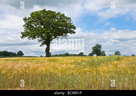 Gerste-Felder in der Nähe von Much Wenlock, Shropshire Stockfoto