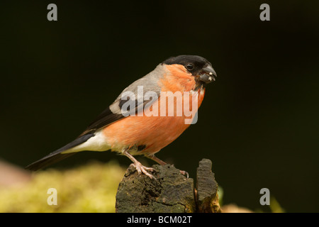 männliche Gimpel thront auf einem faulenden Baumstamm Stockfoto