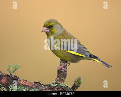 Grünfink, thront auf Flechten bedeckt Zweig Stockfoto