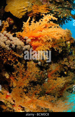 Weiche Korallenriff im Roten Meer vor der Küste von Safaga Stockfoto