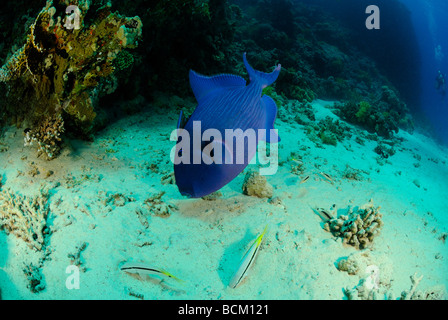 Blauer Drückerfisch aus Hurghada, Ägypten. Stockfoto