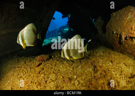 Paar von endständigen Fledermausfischen Ghiannis D. Schiffbruch im Roten Meer Stockfoto