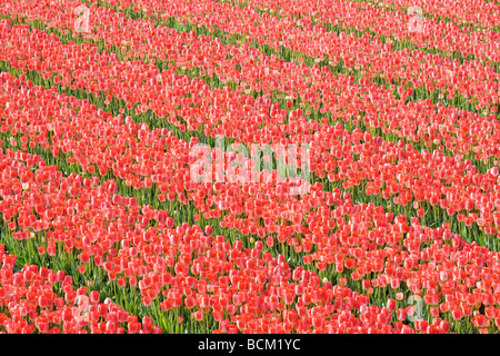 Tulpenfelder der Bollenstreek, Südholland, Niederlande. Stockfoto