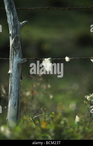 Tierfell gefangen auf Stacheldrahtzaun, Nahaufnahme Stockfoto