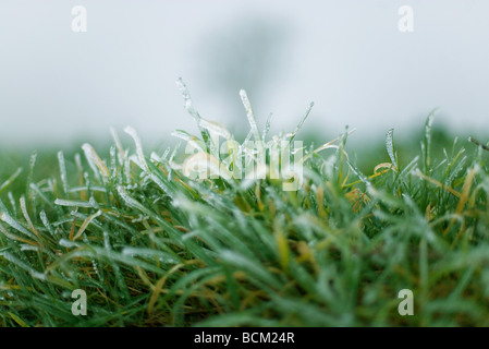 Grass bedeckt in Frost, extreme Nahaufnahme Stockfoto