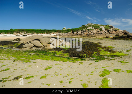 Strand bedeckt mit verknoteten Wrack in der Bucht von Morlaix, Frankreich Stockfoto