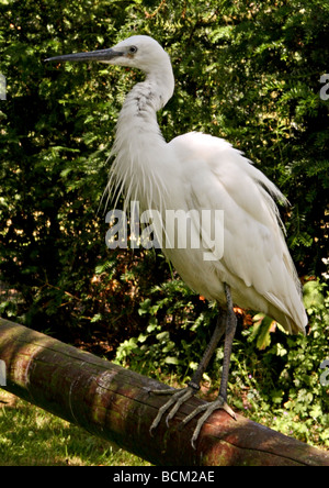 Seidenreiher (Egretta Garzetta) Stockfoto