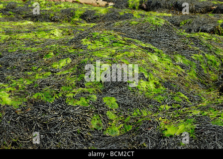 Strand bedeckt mit verknoteten Wrack in der Bucht von Morlaix, Frankreich Stockfoto