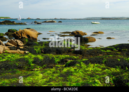 Granit-Strand der Bucht von Morlaix, Frankreich Stockfoto