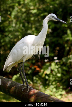 Seidenreiher (Egretta Garzetta) Stockfoto