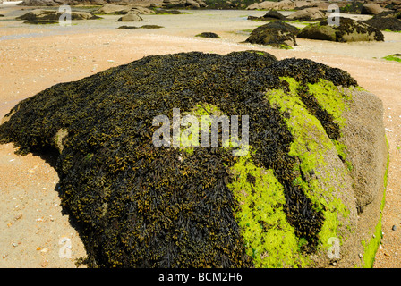 Felsen bedeckt mit Spiral-Wrack in der Bucht von Morlaix, Frankreich Stockfoto