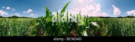 Mais und Weizen wachsen in Feld Stockfoto