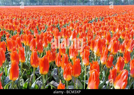 Tulpenfelder der Bollenstreek, Südholland, Niederlande Stockfoto