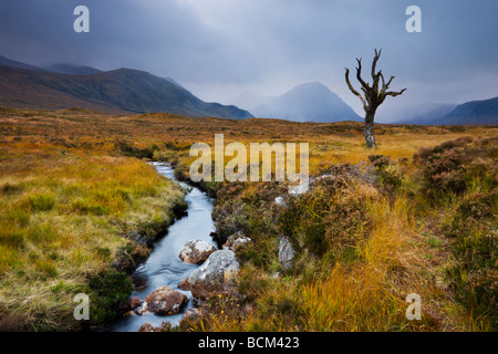 Toter Baum und Stream auf Moorland Wildnis des Rannoch Moor Highlands Schottland Oktober 2009 Stockfoto