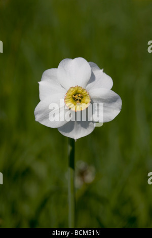 Der Fasan-Eye Narcissus auch bekannt als Dichter Narzisse lateinischer Name: Narcissus Poeticus (L.) Familie: Amaryllisgewächse Stockfoto