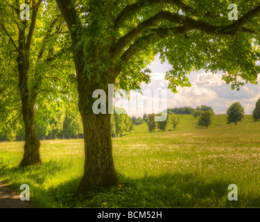 DE - Bayern: Sommer in der Nähe von Herrsching Stockfoto