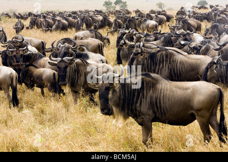 Herde von Gnus - Masai Mara National Reserve, Kenia Stockfoto