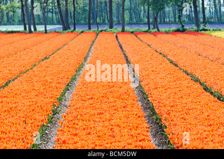 Tulpenfelder der Bollenstreek, Südholland, Niederlande Stockfoto