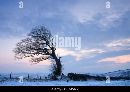 Windgepeitschten Baum auf Raddon Hügel im mittleren Devon England Februar 2009 Stockfoto