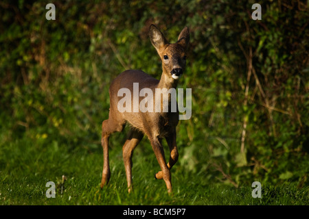 junge weibliche Rehe (Doe) ausgeführt Stockfoto