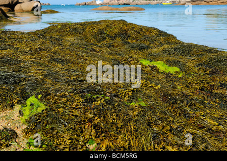 Eintrag des natürlichen Hafens von Ploumanach, nördlich von Bretagne Stockfoto