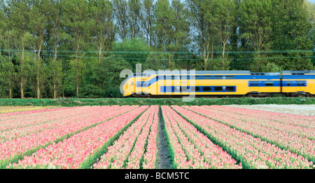 Eine niederländische Eisenbahn Zug beschleunigen durch ein Tulpenfeld Blooenstreek, Süd-Holland, Niederlande. Stockfoto