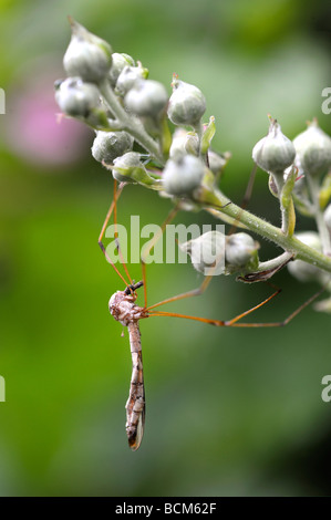 Crane Fly Papa lange Beine auf einem Blackberry-Busch Stockfoto