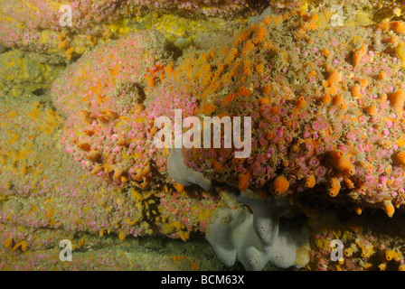 Kolonie von Juwel-Anemonen in der Nord-Bretagne Stockfoto