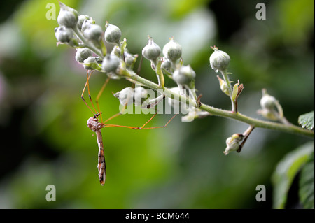 Crane Fly Papa lange Beine auf einem Blackberry-Busch Stockfoto