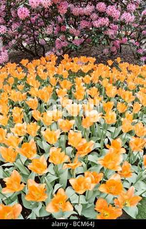 Orange Tulpe Kaiser und Rhododendron. Keukenhof Garten, Lisse, Südholland, Niederlande. Stockfoto