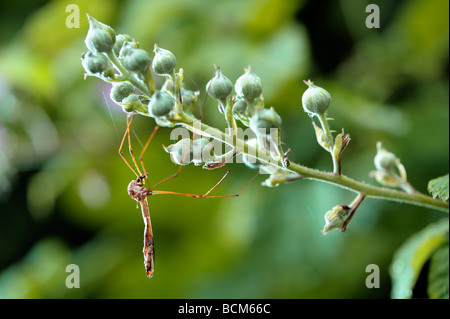 Crane Fly Papa lange Beine auf einem Blackberry-Busch Stockfoto