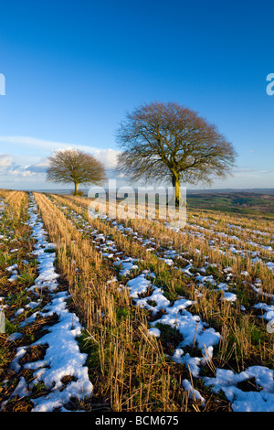 Schmelzender Schnee auf einem ländlichen Gebiet in der Nähe von Silverton Devon England März 2009 Stockfoto