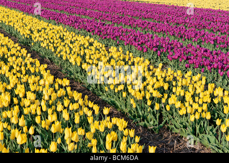 Tulpenfelder der Bollenstreek, Südholland, Niederlande Stockfoto