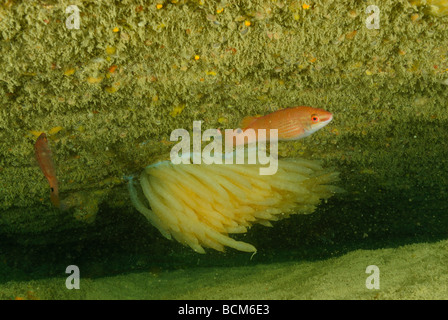 Eiern von Squid hängen in einer Höhle in der Nord-Bretagne Stockfoto