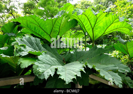 Gunnera Blätter Stockfoto