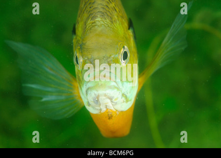 Weiße Crappie Fische im See Clear Spring, Texas Stockfoto