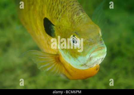 Weiße Crappie Fische im See Clear Spring, Texas Stockfoto