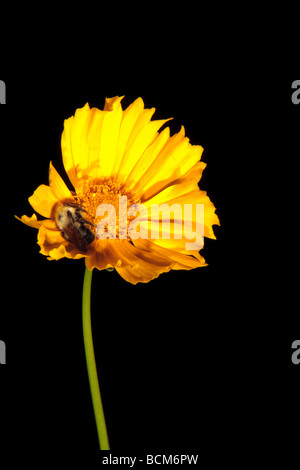 Eine Biene auf einer gelben Blume Stockfoto