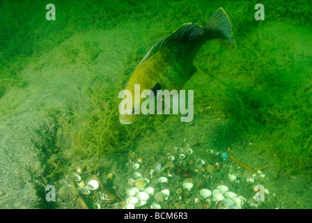 Weiße Crappie Fische im See Clear Spring, Texas Stockfoto