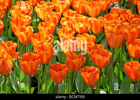 Annie Schilder Triumph Tulpen. Keukenhof Garten, Lisse, Südholland, Niederlande. Stockfoto