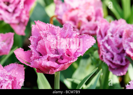 Die Fransen Matchpoint Tulpe. Keukenhof Garten, Lisse, Südholland, Niederlande. Stockfoto