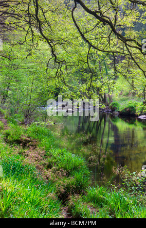 Fluß Teign fließt durch den Frühling Wald in der Nähe von Fingle Bridge Dartmoor National Park Devon England Frühling Mai 2009 Stockfoto