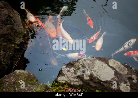 Koi-Karpfen-Teich in Tokio Japan Stockfoto