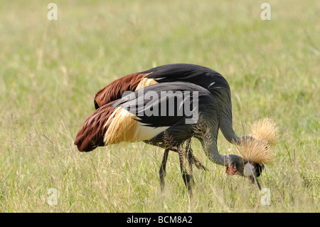 Stock Foto von einem Grau-gekrönter Kran zu Fuß über die Wiese, Ngorongoro Crater, Tansania, 2009. Stockfoto